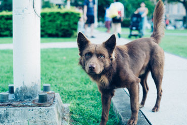 What You Should Do If Your Child Suffered a Dog Bite