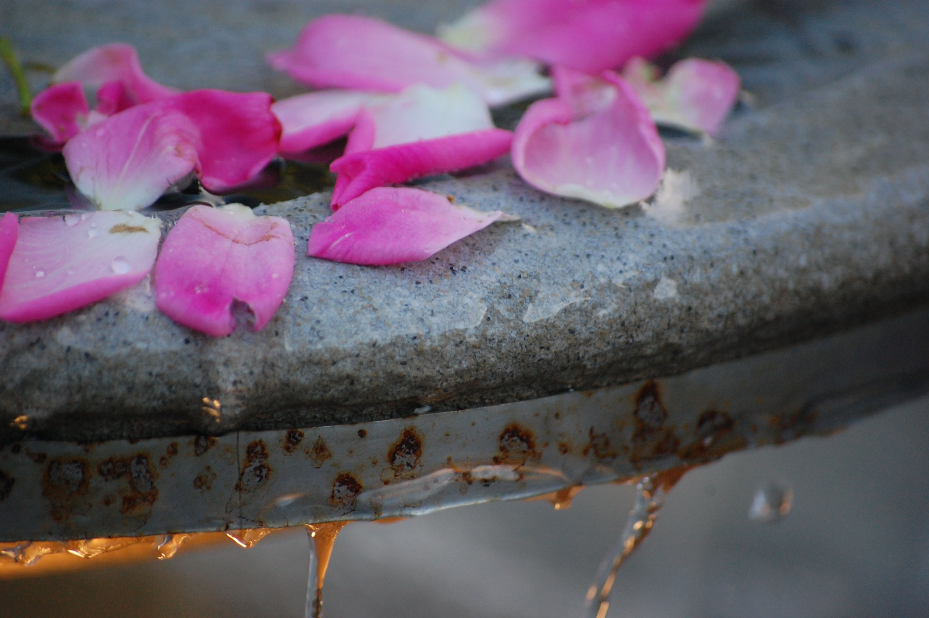 Rose Petals