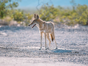 Nevada Activists Advocate for Prohibition of Coyote Killing Competitions