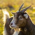 Image of Goat