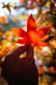 A Mindful Approach to the Holidays: Begin Sooner, Stress Less