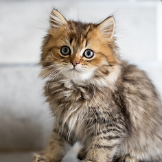 Cute kitten sitting