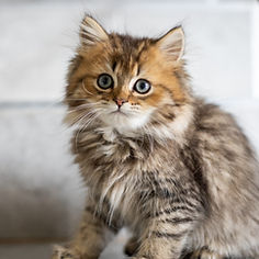 Cute kitten sitting