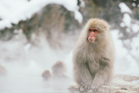 Japanese macaque