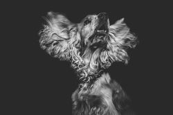 Image by Matteo Vistocco