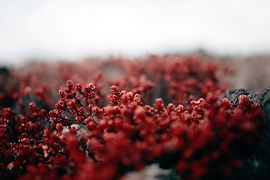 Image by Dmitry Schemelev
