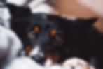 Close-up of a black and brown dog with soulful eyes