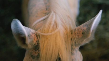 From The Garden Bench - Listening