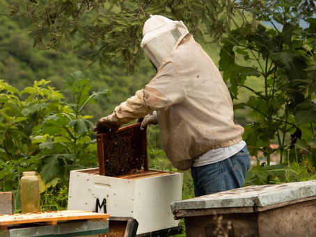 Feed Your Bees Fresh Bee Pollen this winter!