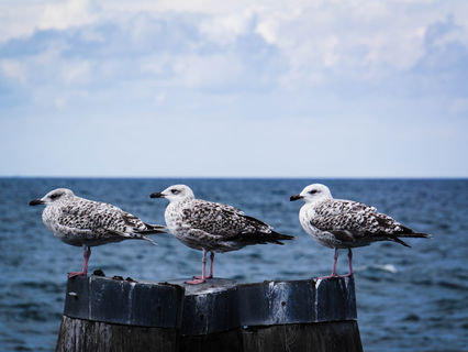 Gutes Beispiel: Klima Insel Juist