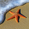 An orange starfish sits next to the surf on a sunny beach.