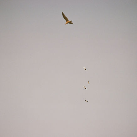 Image by Motoki Tonn