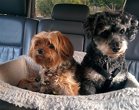 Pet dog transportation taxi Central Coast NSW
