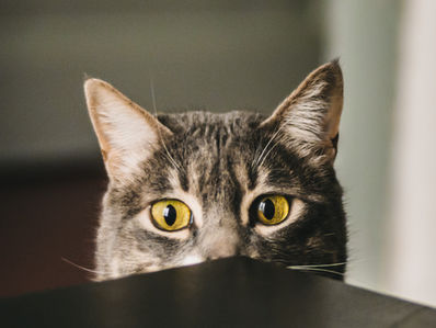 What do cats have to do with ADHD?