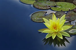 Image by David Clode