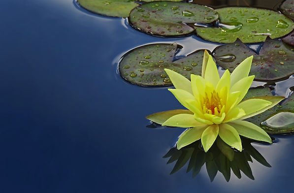 Image by David Clode