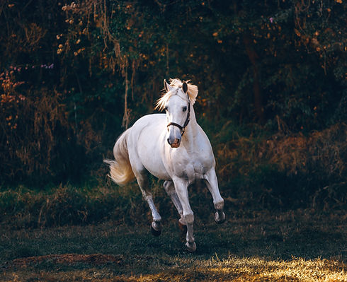 Image by Helena Lopes
