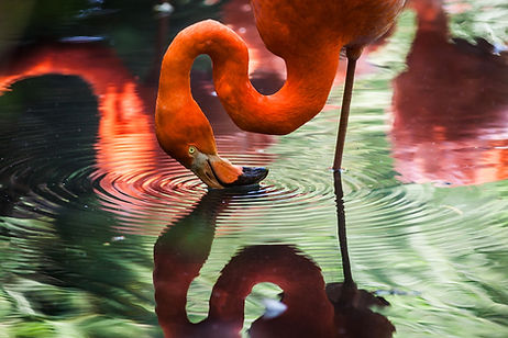 Image by Gaetano Cessati