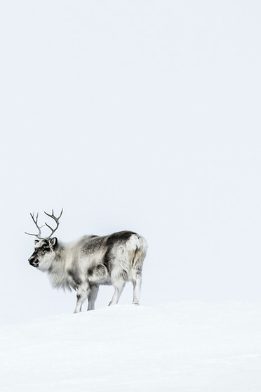 Image by Eirik Hodne