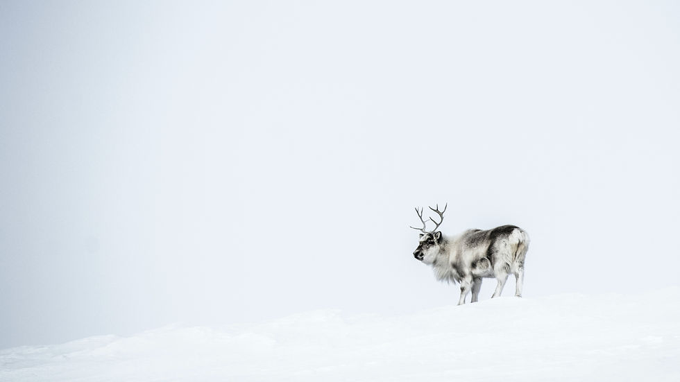 Image by Eirik Hodne