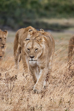 Image by Jeff Lemond