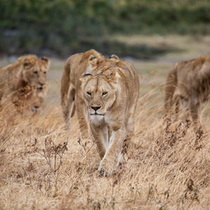 Lions hunting in Ngorongoro Crater floor