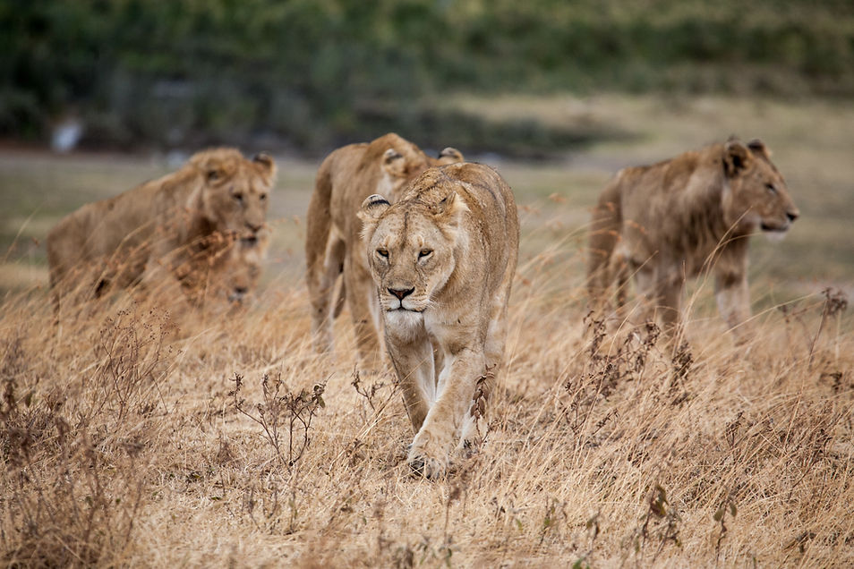 Image by Jeff Lemond