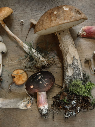 Foraging In Rural Maine