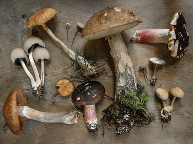 Image by Andrew Ridley