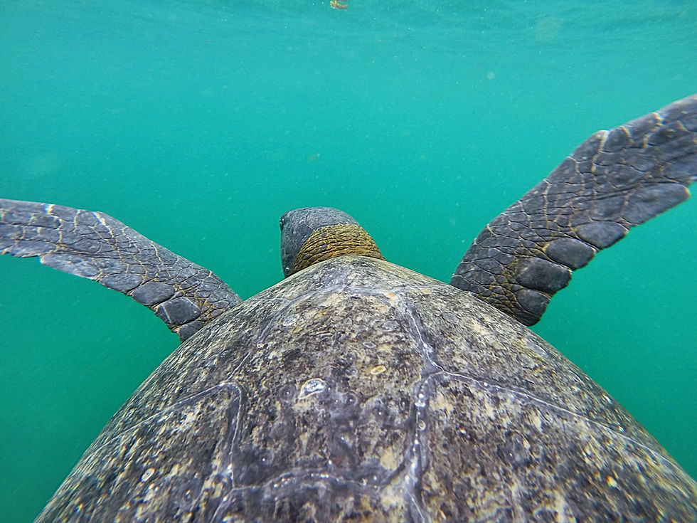 Cruising the Enchanted Isles: A Journey Through the Galapagos Islands