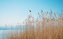 Image de Barby Dalbosco