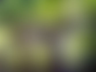 ¡OLEADA DE CALOR!: 3 RECETAS PARA HIDRATAR A TU PELUDO 