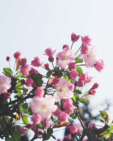 Image by Masaaki Komori