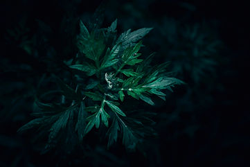 Image by Wyxina Tresse
