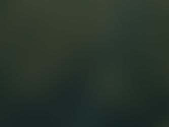 A narrow road cutting through a dense forest, symbolizing clarity emerging from uncertainty