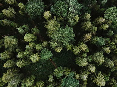Image by Olena Sergienko