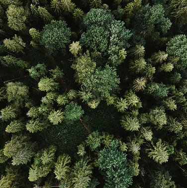 Image by Olena Sergienko
