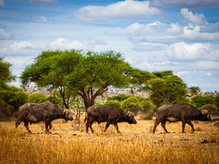 How Much Does a 4 Day Safari from Zanzibar Cost? (Complete Pricing Guide)