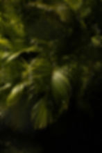 Image by Troy Spoelma