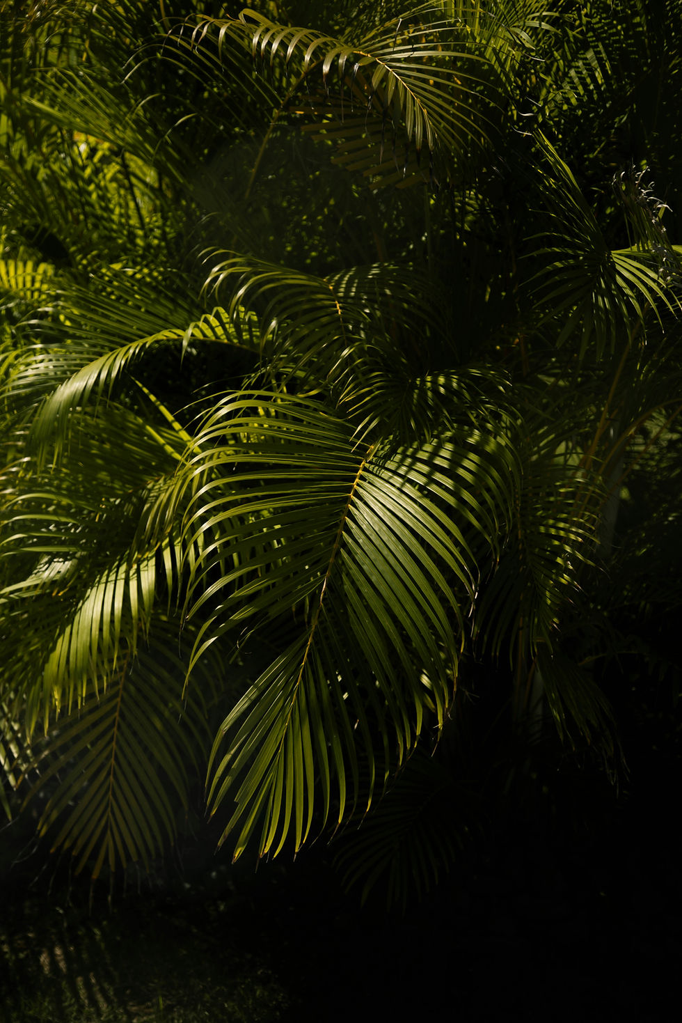 Image by Troy Spoelma