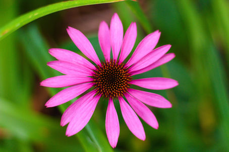 10 Natural Remedies to Boost Immunity and Prevent Flu/Colds