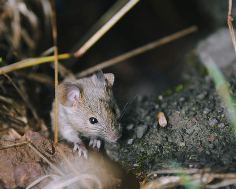 Telford and Wrekin Pest Control.