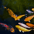 Image by Gabriella Villarreal