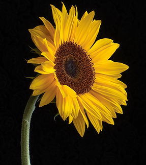 Image by Di Maitland