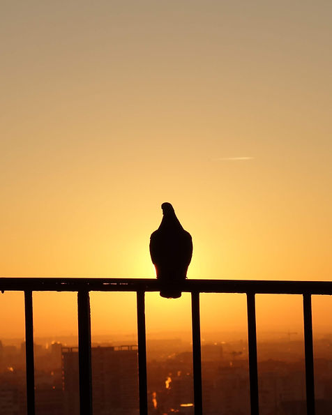 Image by Alexis Fauvet