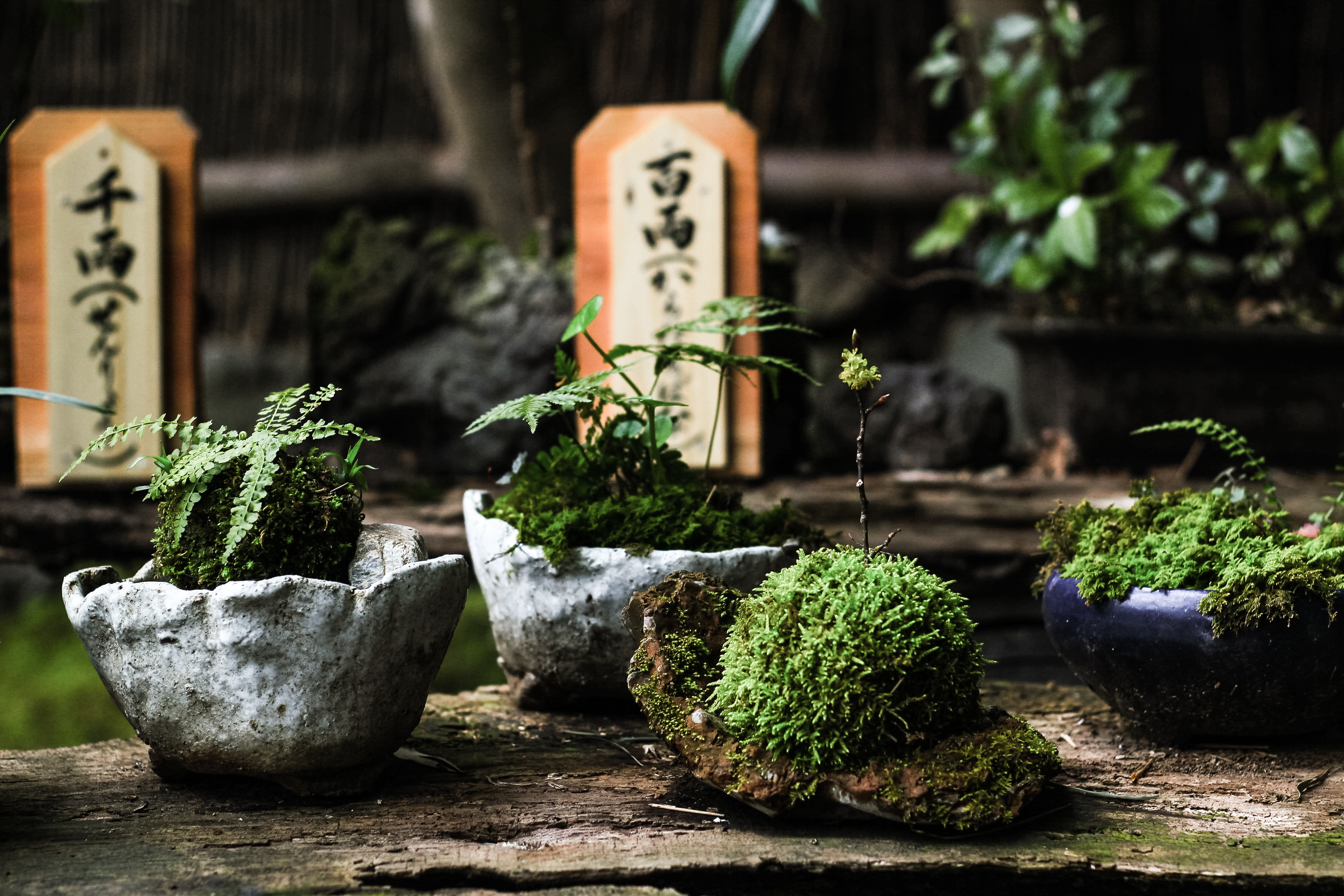 Kyoto Escape: A Journey Through Time — photo 3