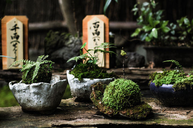 Kyoto Escape: A Journey Through Time — photo 3