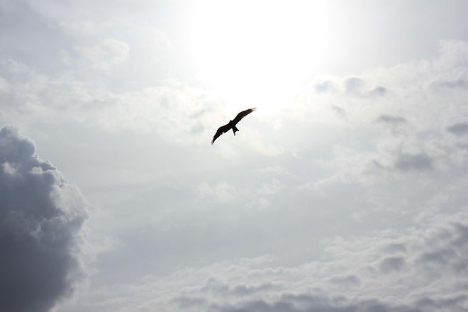 Image by Naveen Chandra