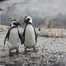 Waddling Through the Winter: A Penguin's Tale