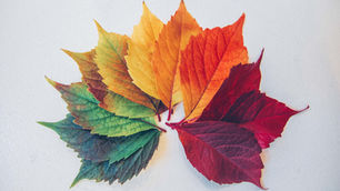 Seasons of Grief